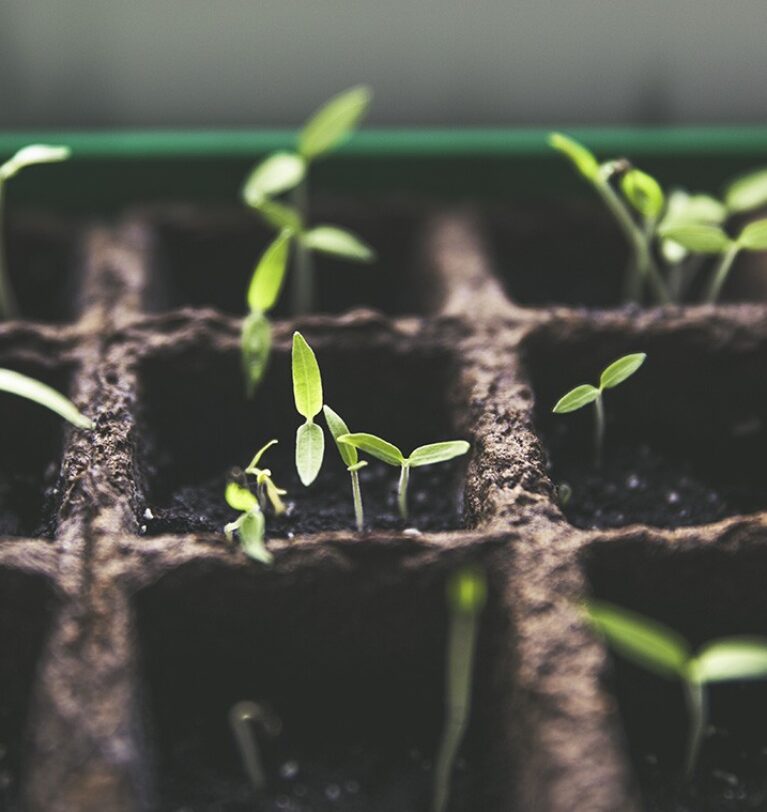 Descubre Ozoagro: Innovación en Agricultura Orgánica