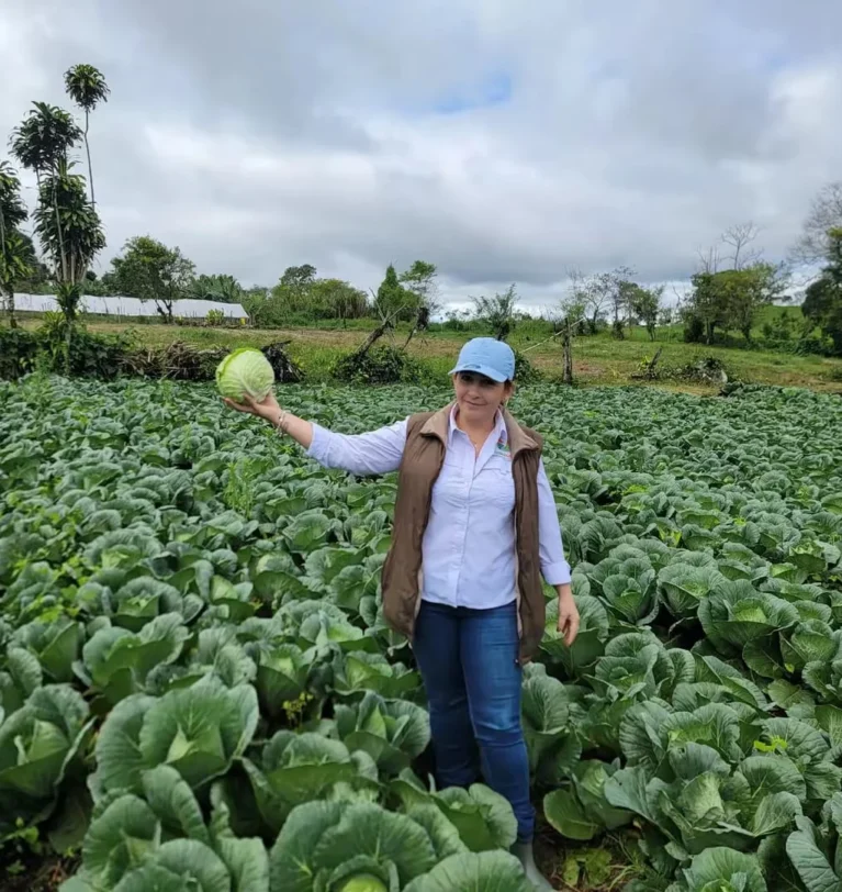 Cultivo de Repollo