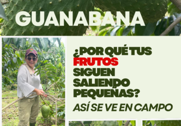 Cultivo de guanábana