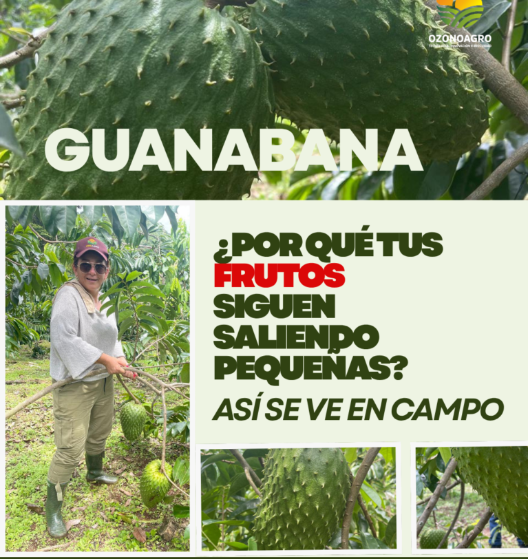 Cultivo de guanábana