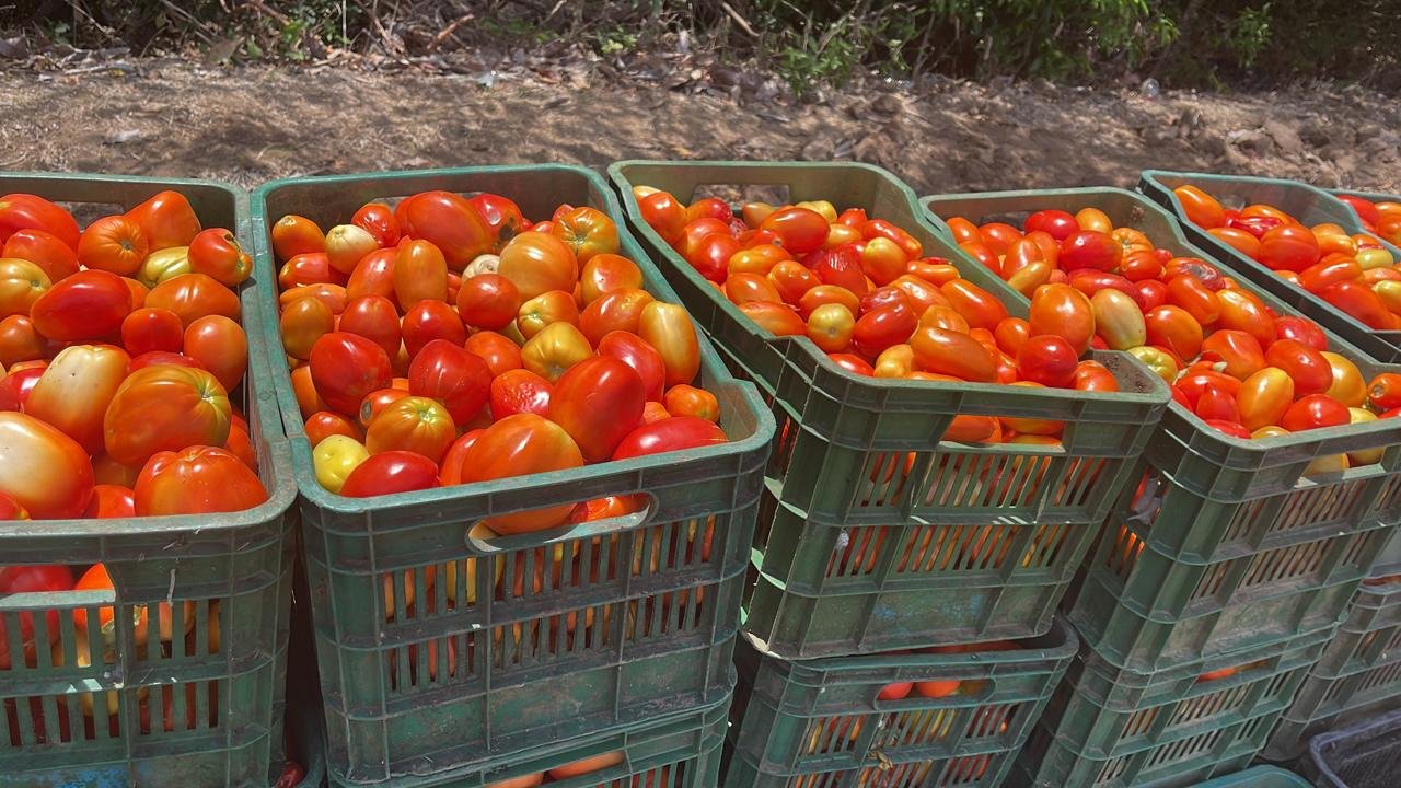 Cantidad de tomates cosechados en el lote