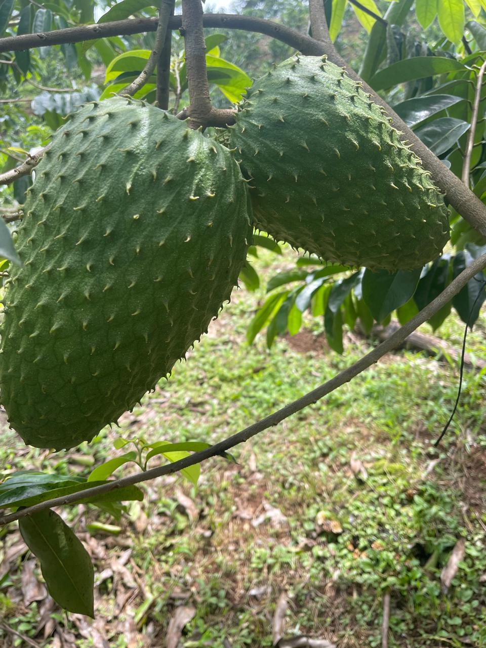 Dos guanábanas en el mismo lote