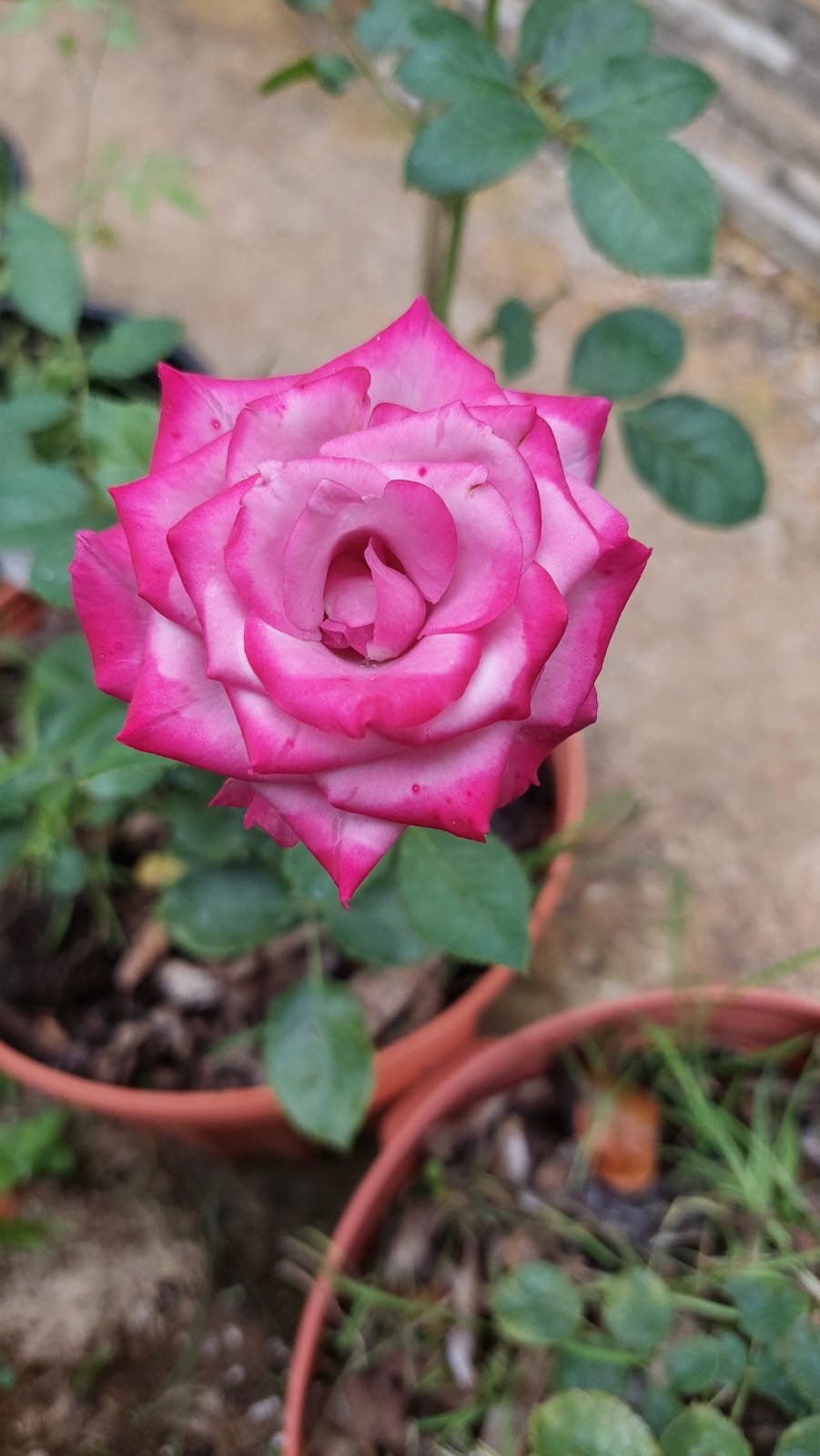 Flor fucsia vibrante