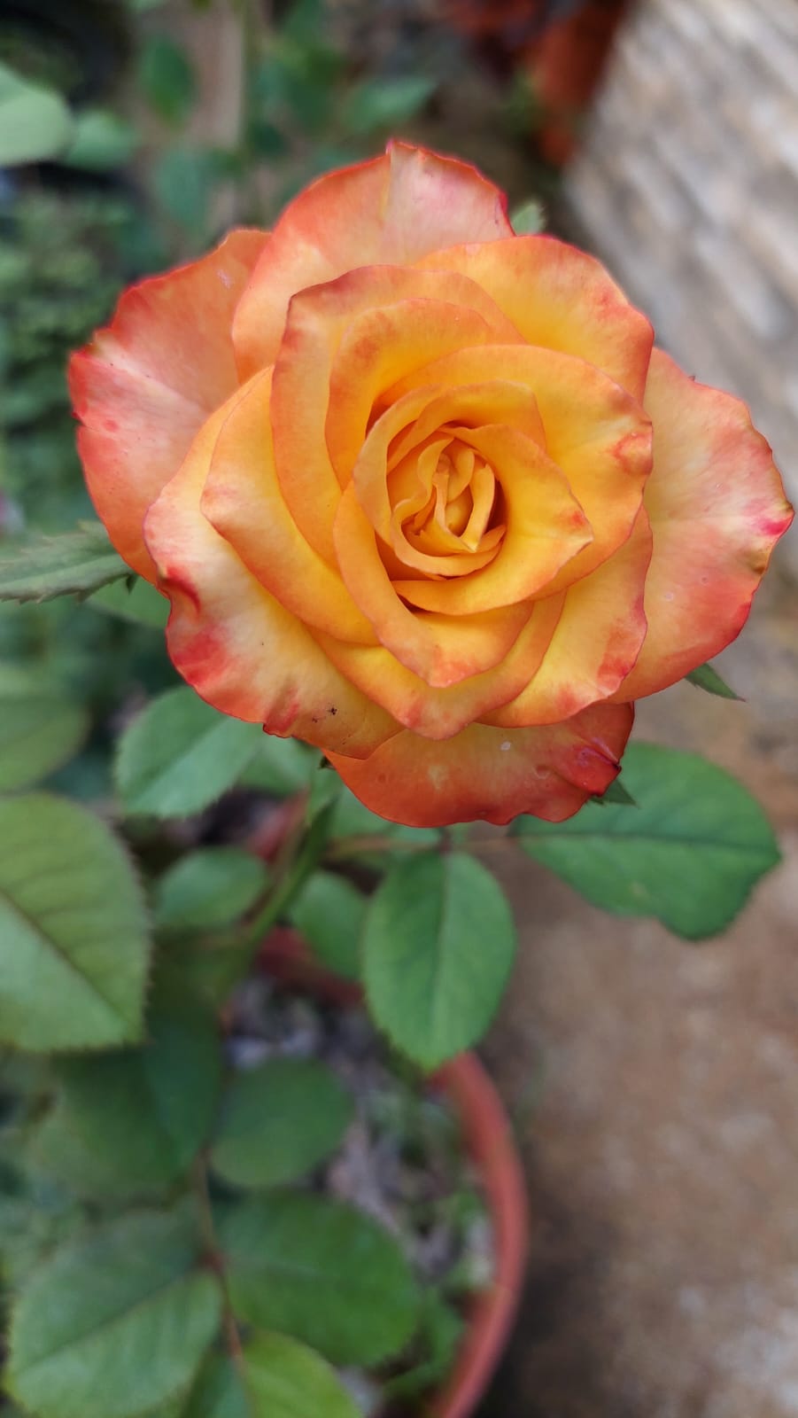 Flor naranja y amarilla