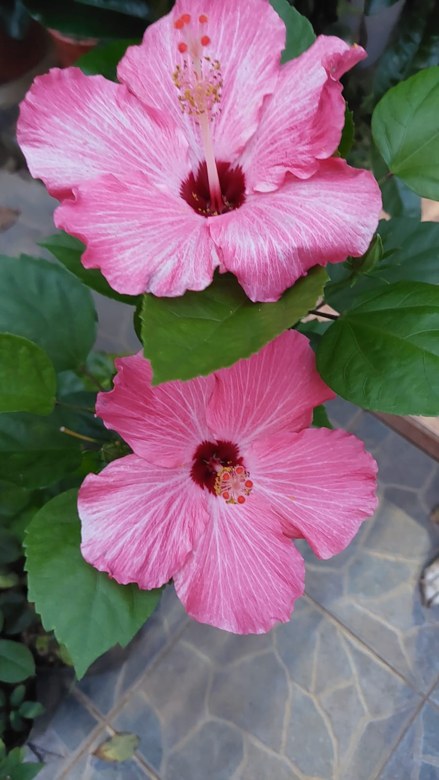 Flor roja abierta — tratada con Aceite Ozonizado Ozonoagro