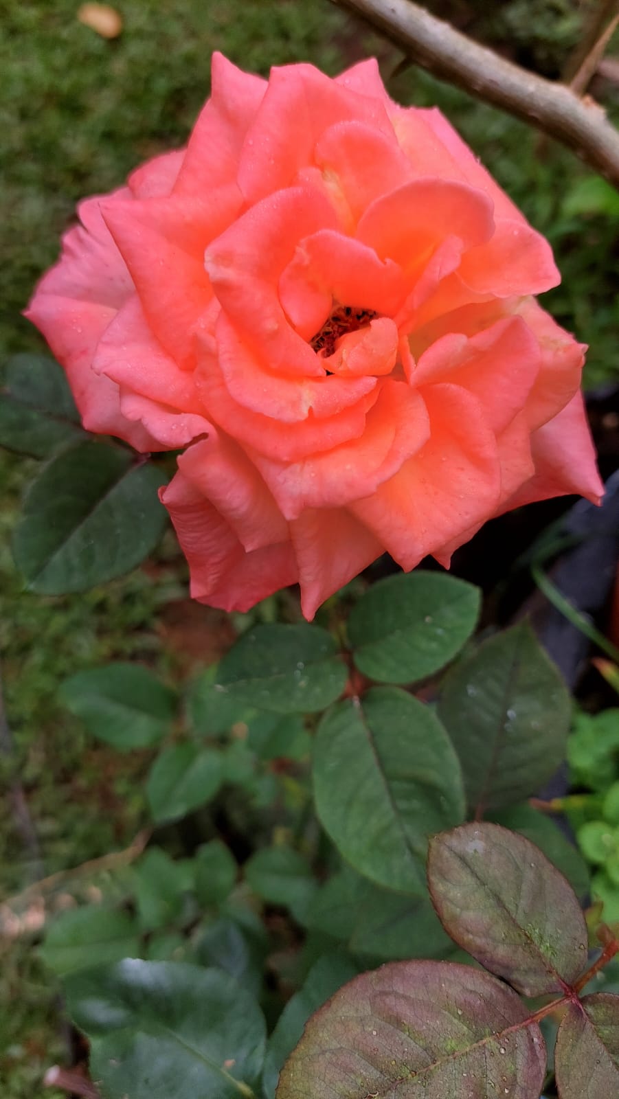 Flor roja con color intenso — resultado de la bioestimulación natural