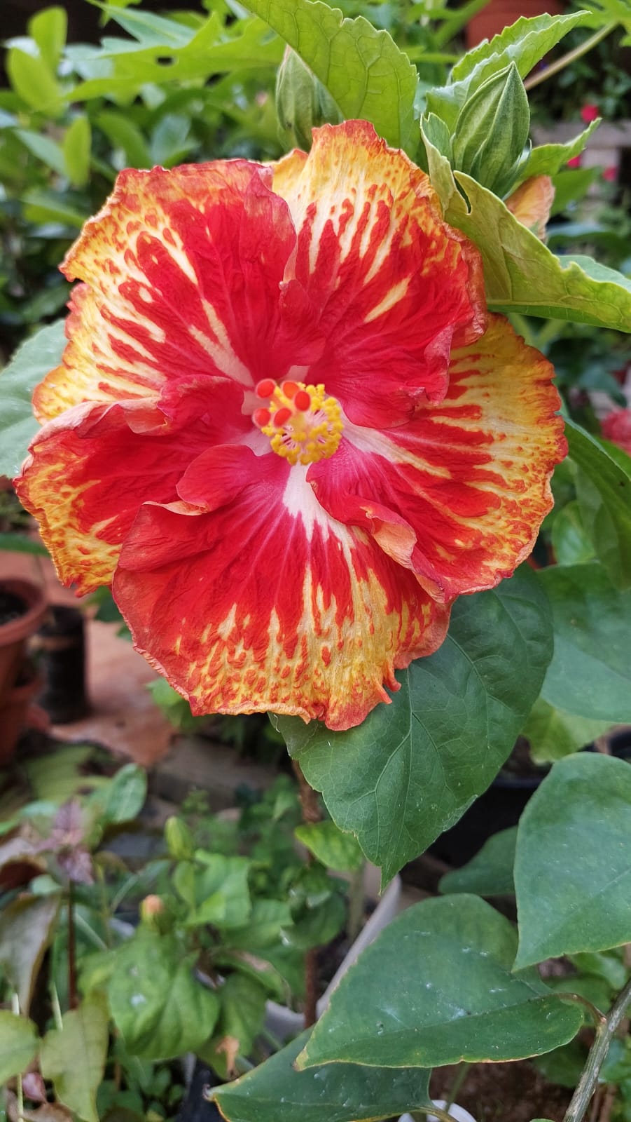 Flor roja con amarillo