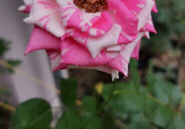 Plantas ornamentales