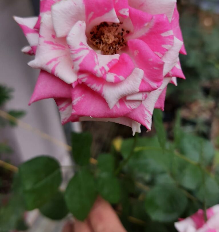 Plantas ornamentales