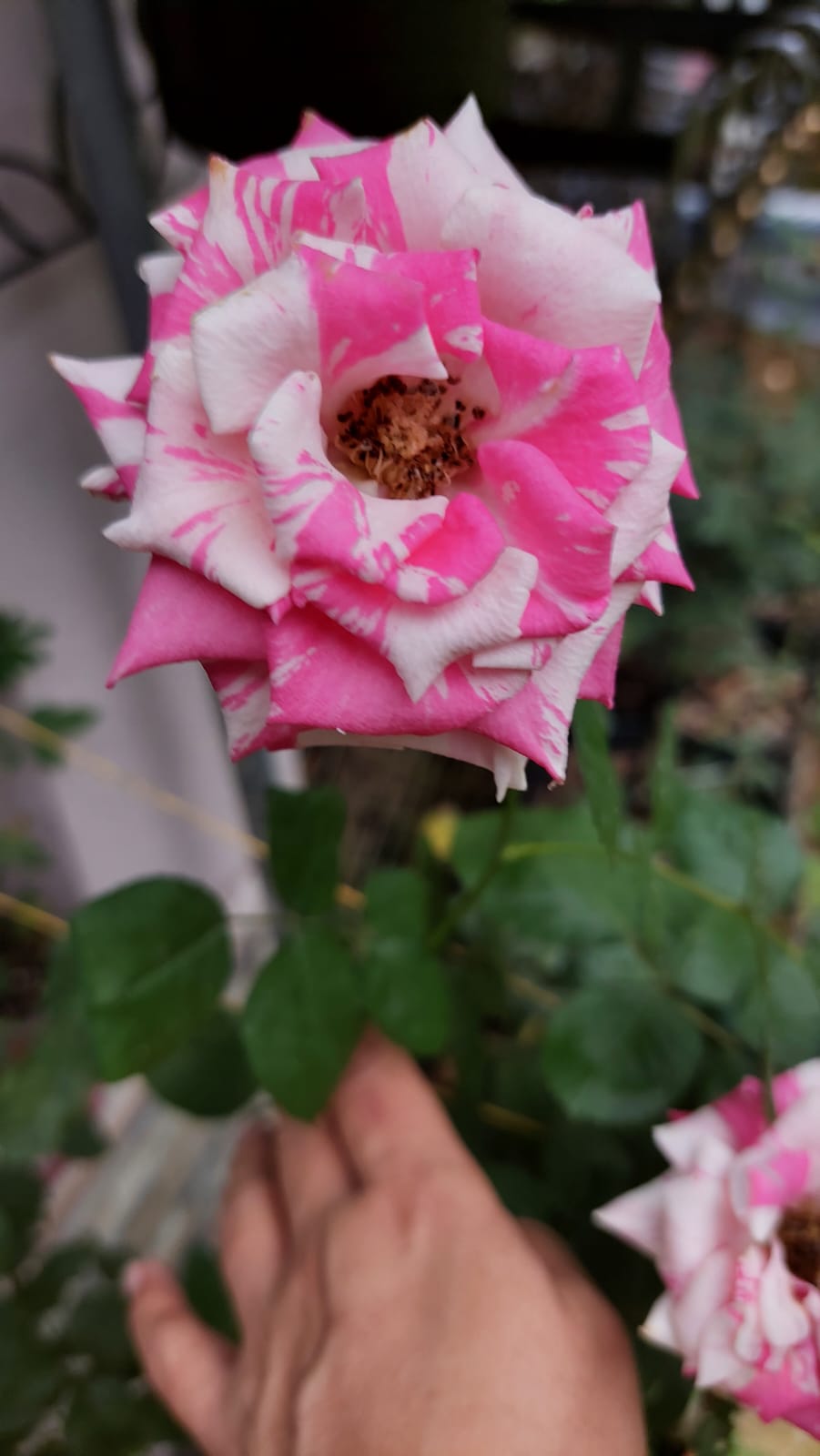 Flor rosada con blanco