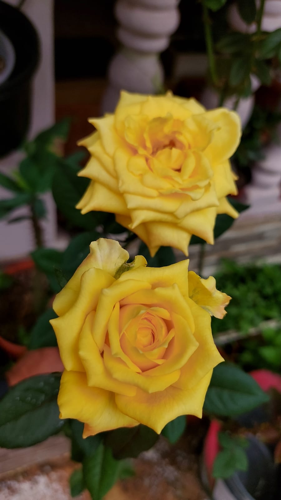 Flor ornamental con colores vivos