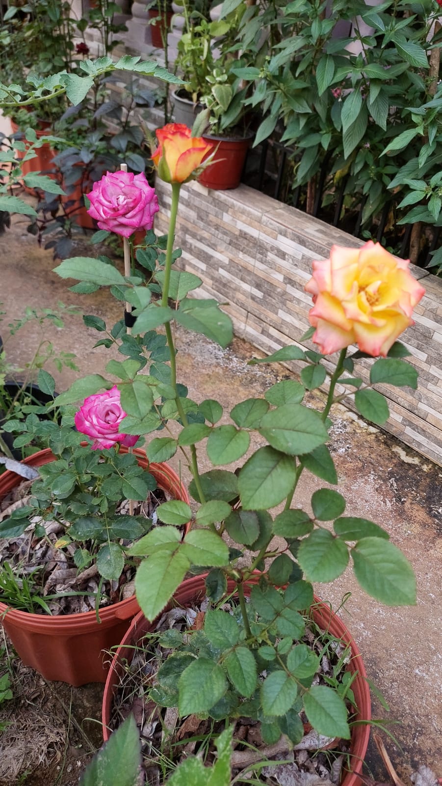 Variedad de flores ornamentales tratadas con Ozonoagro
