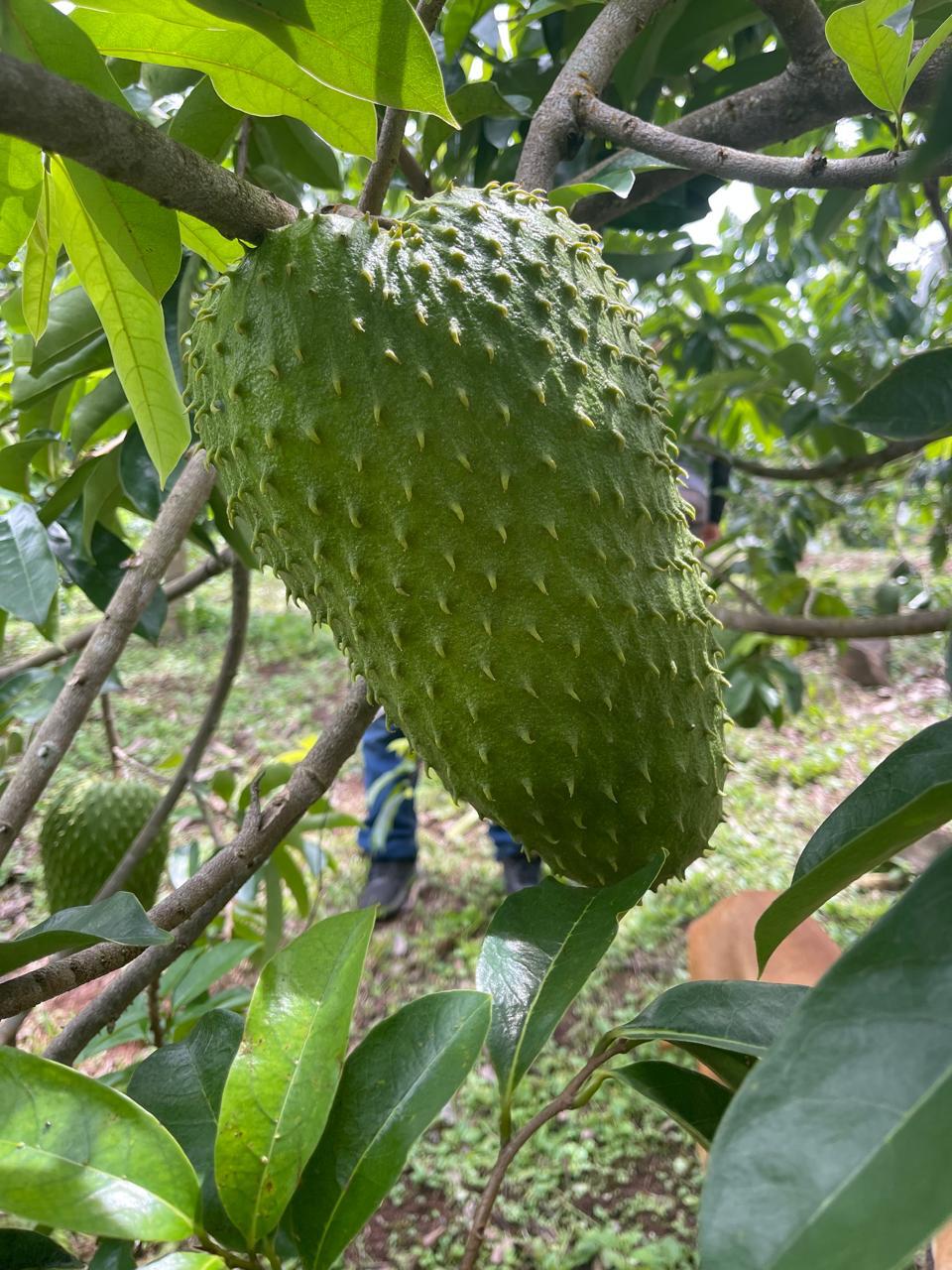 Fruto de guanábana de gran tamaño