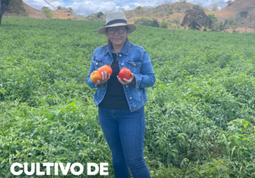 Tomate sano a gran escala