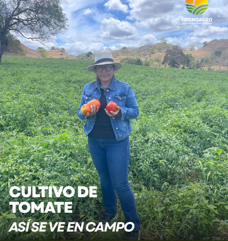 Tomate sano a gran escala