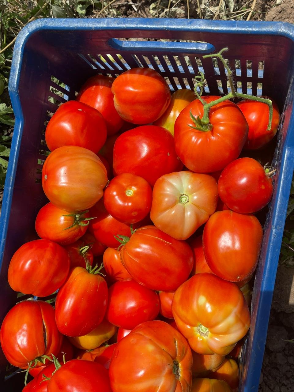 Tomate sano y firme visto de cerca